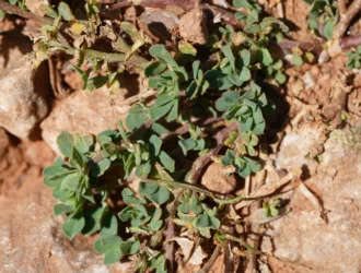 Lotus alpinus