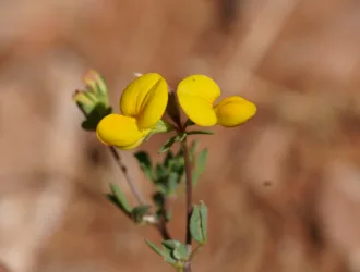 Lotus alpinus