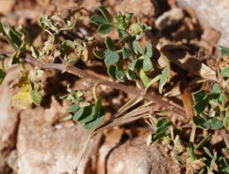 Lotus alpinus