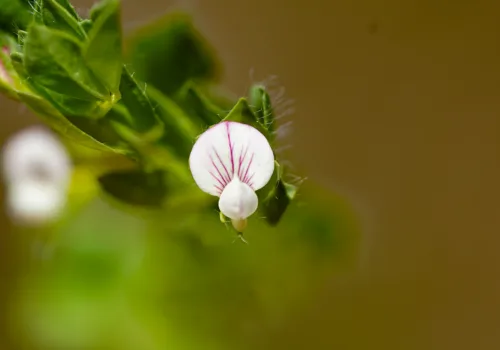 Lotus conimbricensis