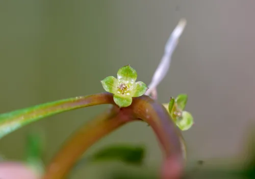 Ludwigia palustris