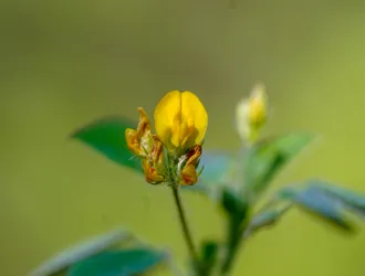 Medicago turbinata