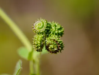 Medicago turbinata