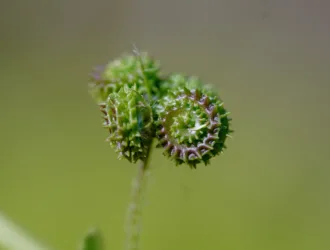 Medicago turbinata