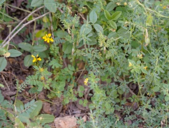 Medicago turbinata
