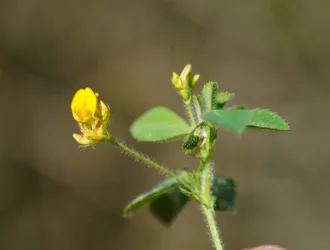 Medicago turbinata