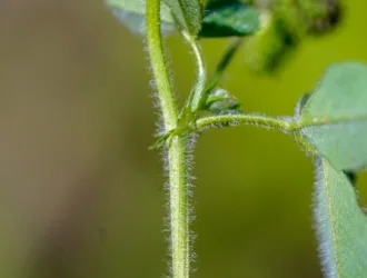 Medicago turbinata