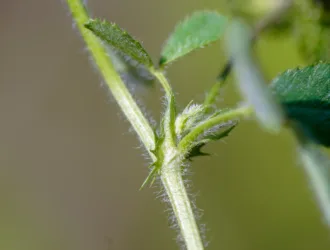 Medicago turbinata
