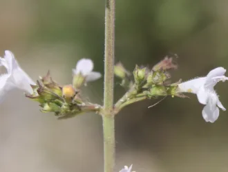 Melissa officinalis