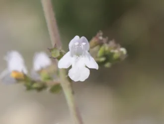 Melissa officinalis