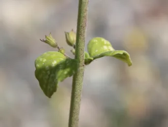 Melissa officinalis