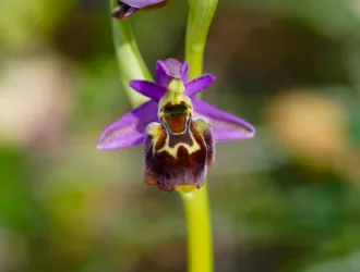Ophrys holosericea