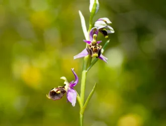 Ophrys holosericea