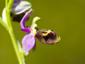 Ophrys holosericea