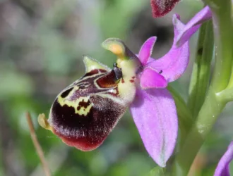 Ophrys holosericea