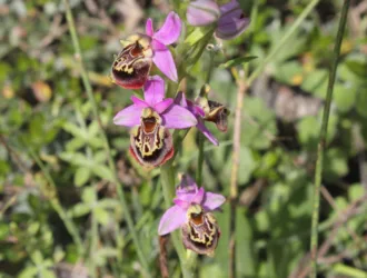 Ophrys holosericea