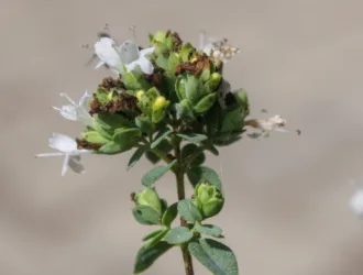 Origanum vulgare subsp. hirtum