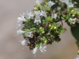 Origanum vulgare subsp. hirtum