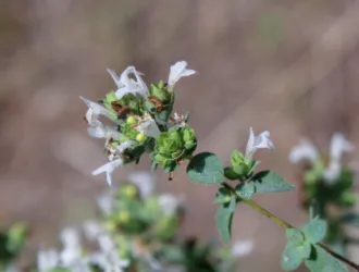 Origanum vulgare subsp. hirtum