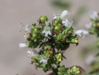 Origanum vulgare subsp. hirtum