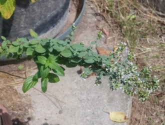 Origanum vulgare subsp. hirtum