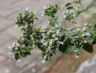 Origanum vulgare subsp. hirtum