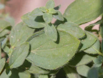 Origanum vulgare subsp. hirtum