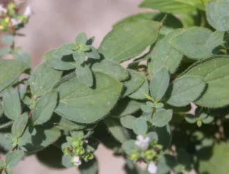 Origanum vulgare subsp. hirtum