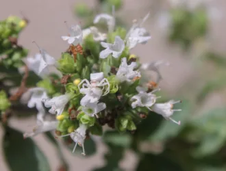 Origanum vulgare subsp. hirtum