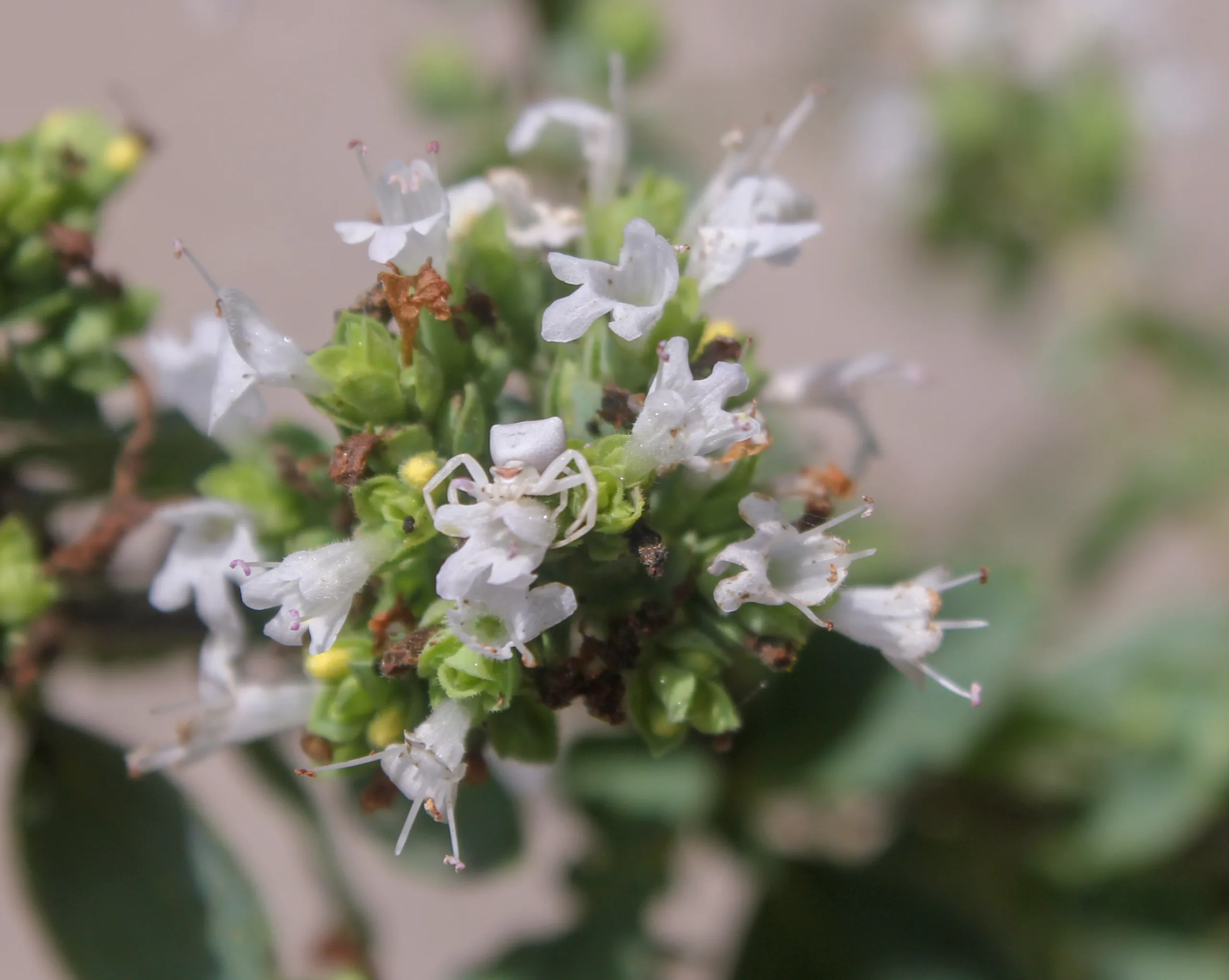 Origanum vulgare subsp. hirtum