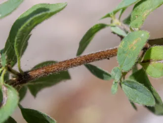 Origanum vulgare subsp. hirtum
