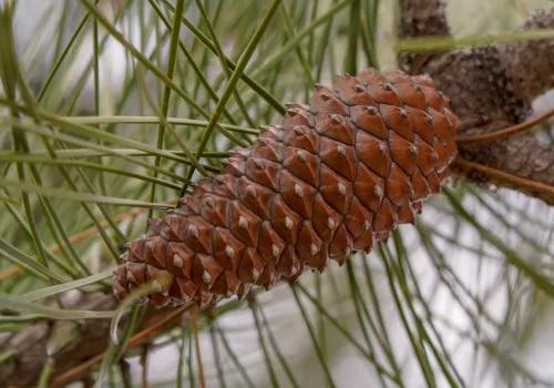Pinus pinaster