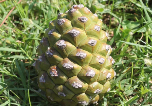 Pinus pinea