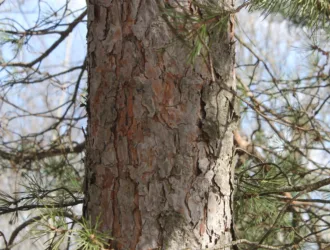 Pinus sylvestris var. hamata