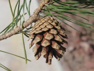 Pinus sylvestris var. hamata