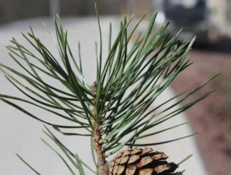 Pinus sylvestris var. hamata