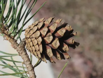 Pinus sylvestris var. hamata