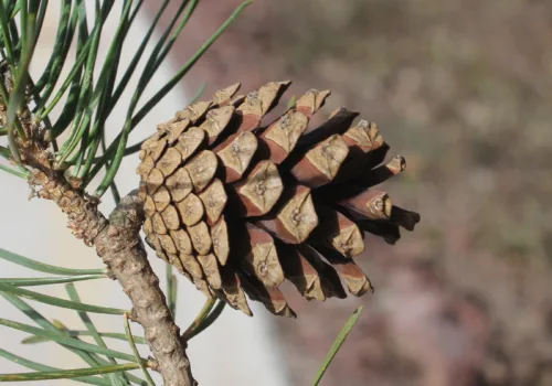 Pinus sylvestris var. hamata