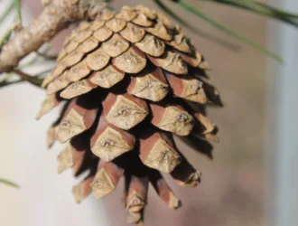 Pinus sylvestris var. hamata
