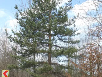 Pinus sylvestris var. hamata