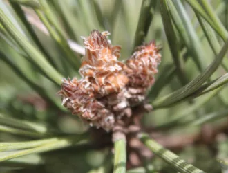 Pinus sylvestris var. hamata