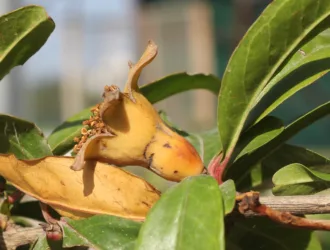 Punica granatum