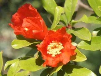Punica granatum
