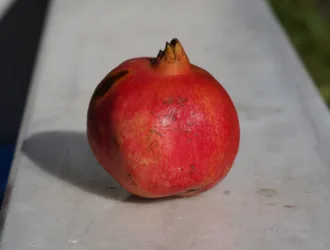 Punica granatum