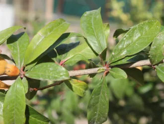 Punica granatum