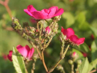 Rosa multiflora