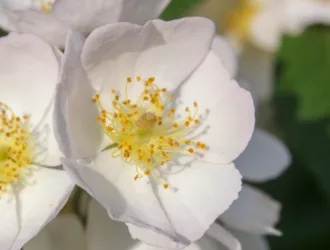 Rosa multiflora