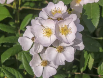 Rosa multiflora