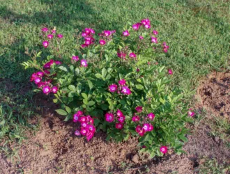 Rosa multiflora