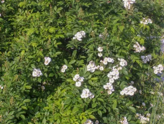 Rosa multiflora